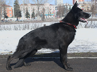 V(RUS) Uayt TZP1343