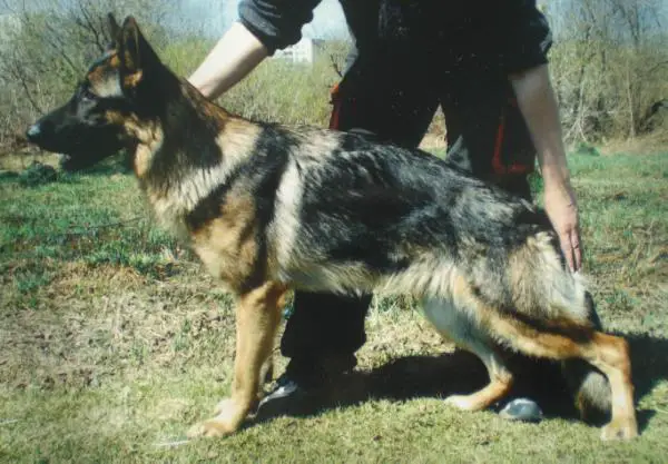 V Koldovstvo Grenada