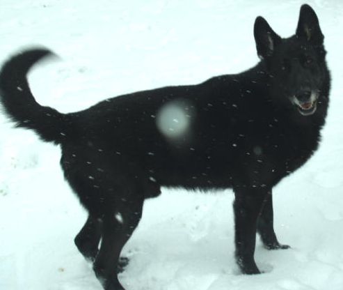 Snowcloud's Denali