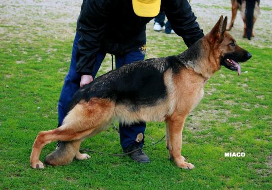 Uska della Real Favorita