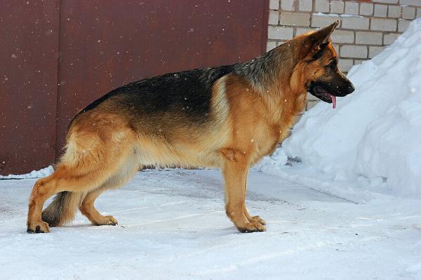 V(RU) Tadellos Maxhof Voland