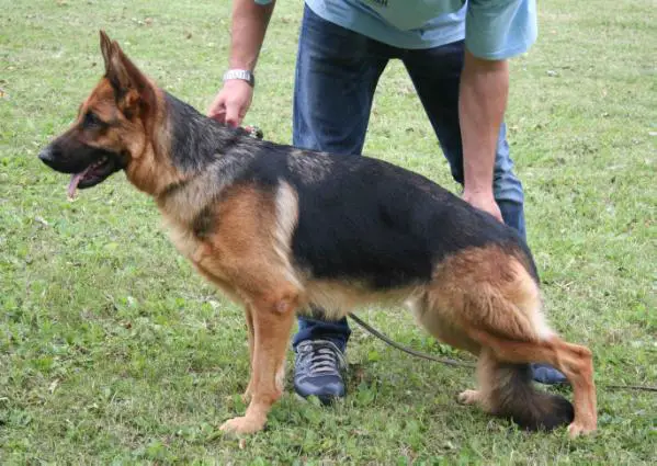 Nada dell'Ambra Selvaggia