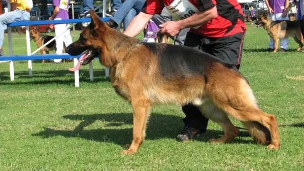 VA3 (SA) Yasko von Leimon