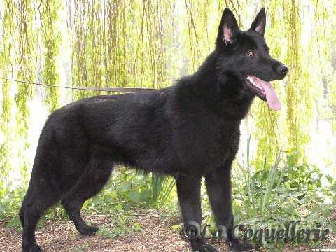 Bonnie du Val d'Auzon