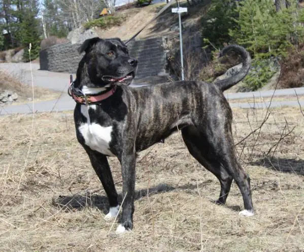 Nordic Bulls' Embla