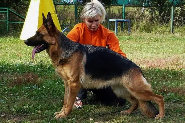 CH-RUS Shirli iz Smolenskoy Kreposti