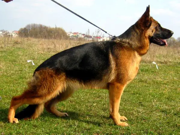 JCH Terri Bjanka