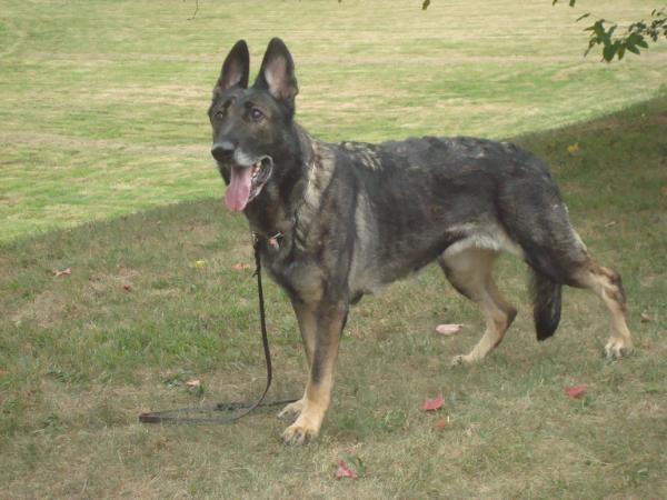 Inka vom Wallerhorst