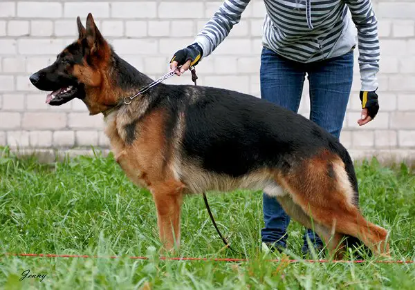 Burbon Gelezinis vilkas