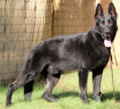 Djoudi vom Burg Kurzwallen