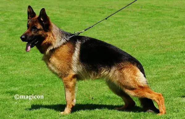 Jaime vom Agilolfinger