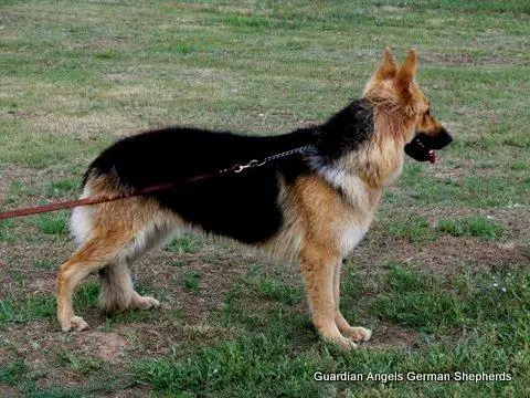 VHD Pourin Sum Bodega of Rosehall