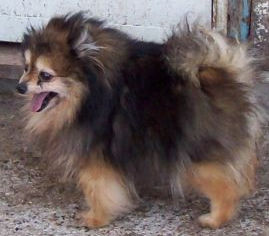 Jandala's Little Love Promise