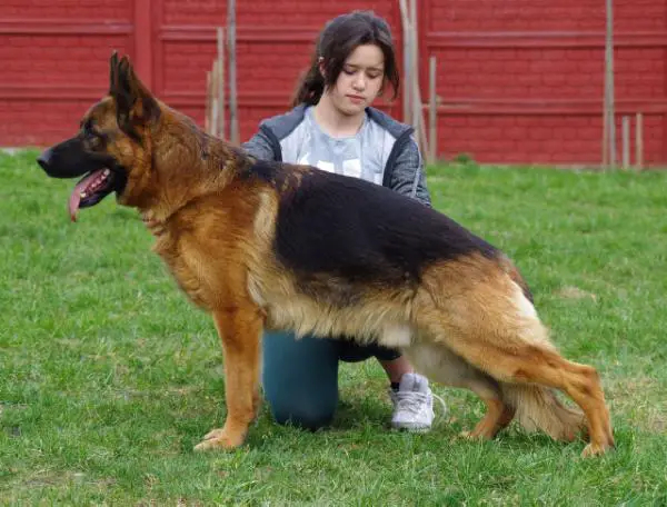 V Harry von der Glockenheide