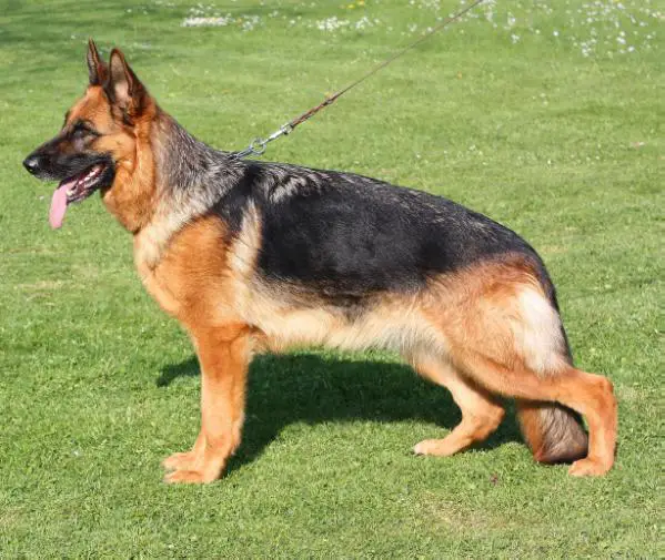 V25 BSZS 2011 Emilia vom Fichtenschlag