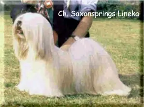 Saxonsprings Lineka