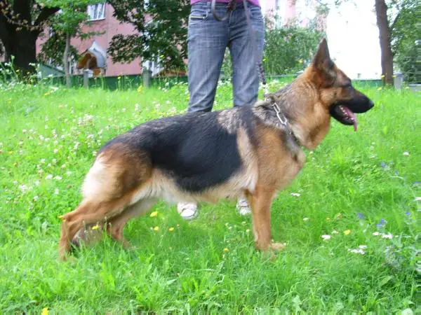 Londa Garliavietis