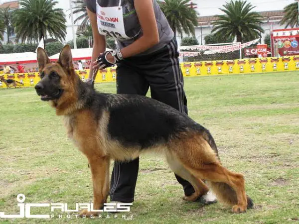 Rana von der Plassenburg