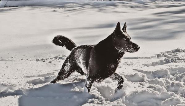 Blue Sapphires Touch of Gray