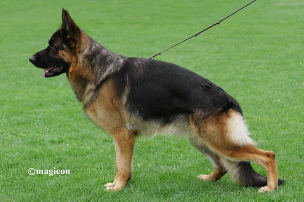 VA2 (SER) VA2 (RO) Leon vom Schollweiher