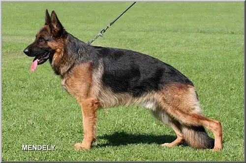 V8 Figo von Buchhorn