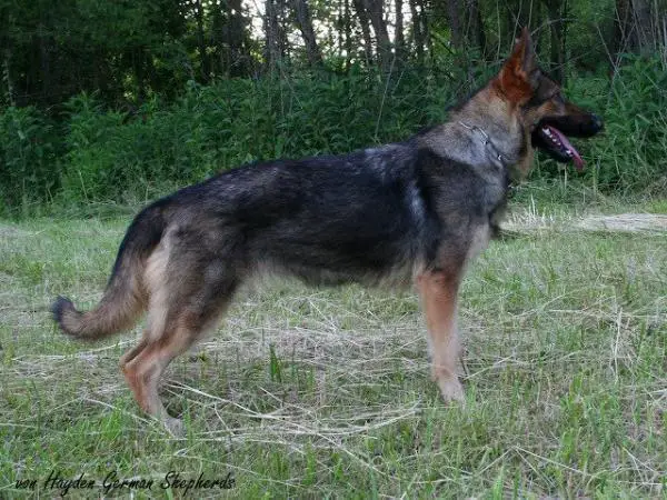 Havoc von Hayden