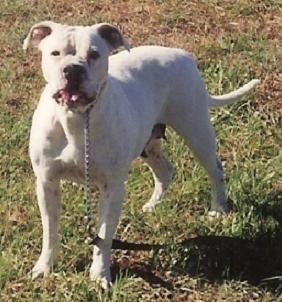 Sam's Duchess of Snow White