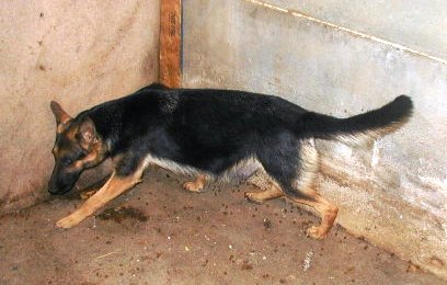 Alphatex's Ain'T Miss Behavin'