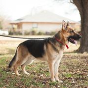 Wolfgang von Garciahaus