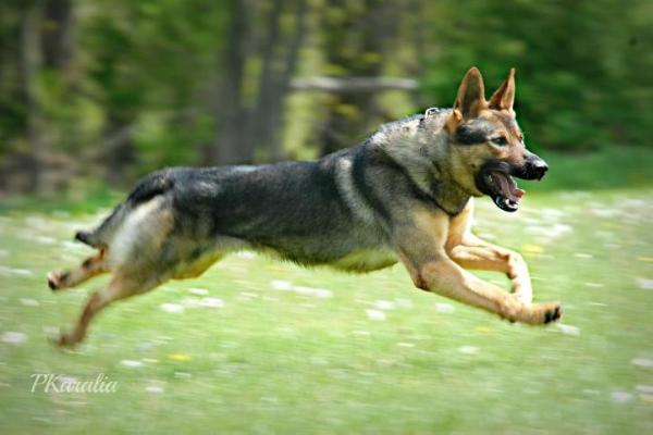 Droid Does Chenil Du Victoire