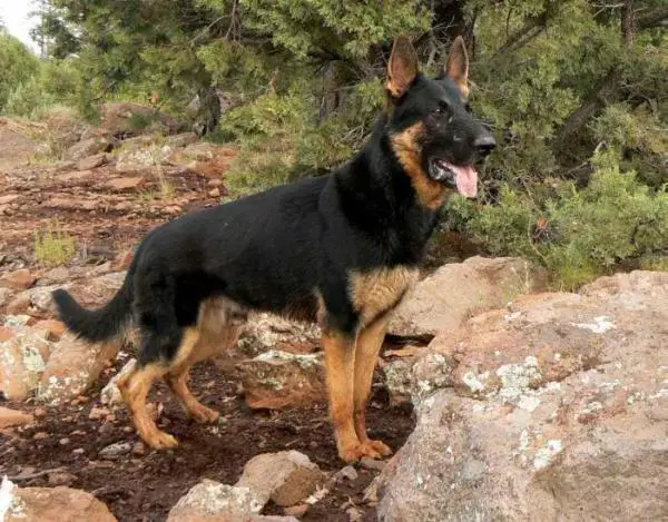 Tank z Jirkova dvora