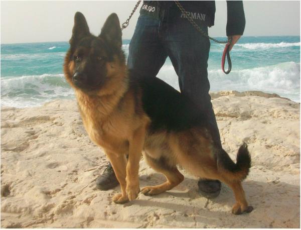 Maxtrend Vom Khaledosman