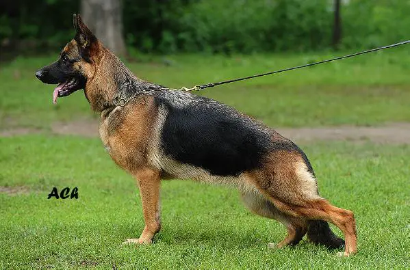 V Rus Briskazi Lucifera