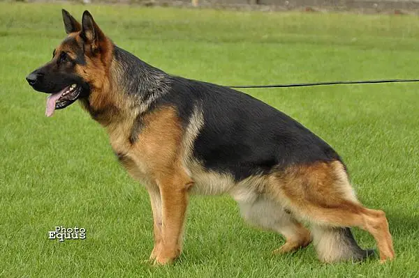 BAX z Leśnego Justynowa