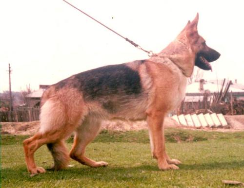 Aischa von Donau Sieger