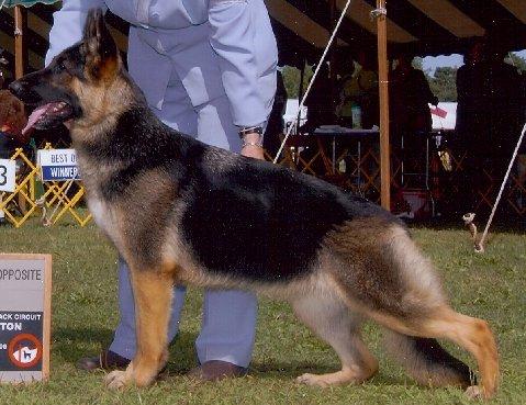 CH (US) Laxfields 4 Paws From Heaven