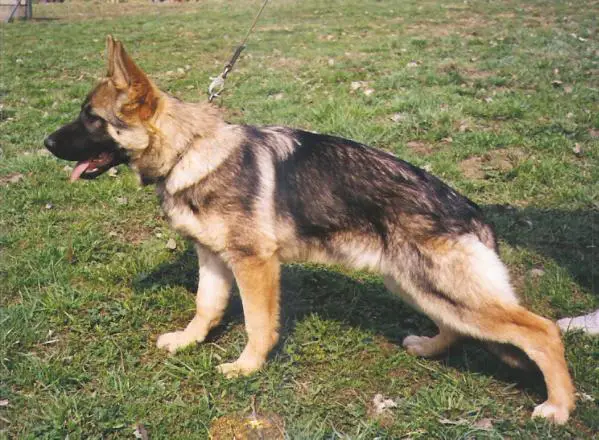 SG Stella v.d.jungen Hansen