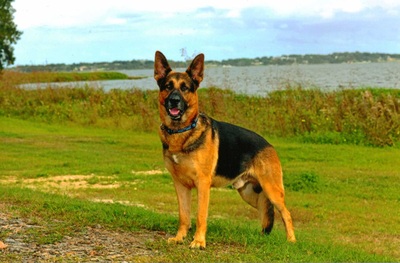 Judah Von Lords Shepherds