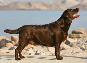 Strong Style Jizel Sweet Teddy