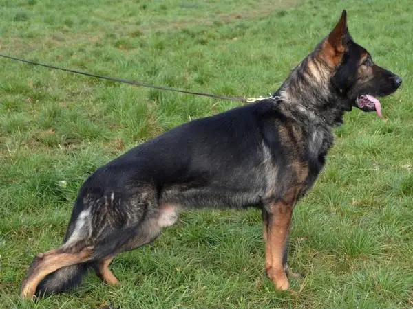 Celo z Klidkova Dvora