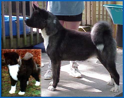 Serdess Miss Dollie Dee Lady