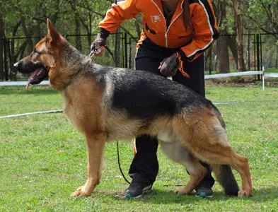 Faerhund Nagano