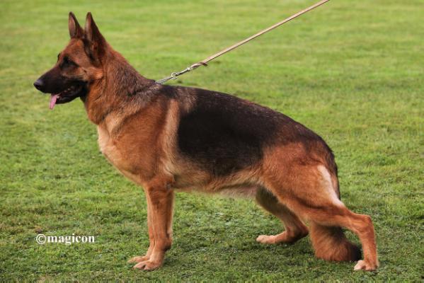 V Qualy von der Rochele Ranch