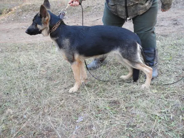 Hartli Devils Kasandra