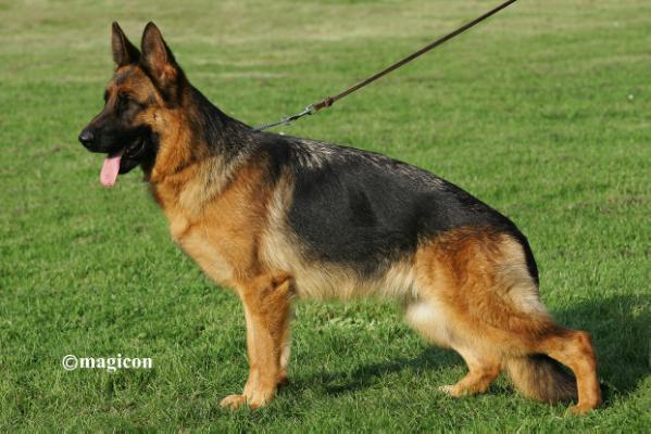 V8 BSZS 2012 Alpha von Haus Unid