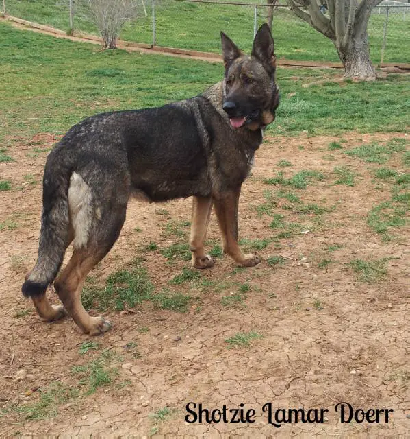 Shotzie Lamarr Doerr