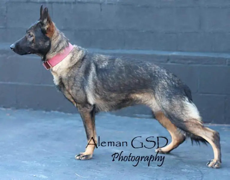 A Daisy Von Alpenmac