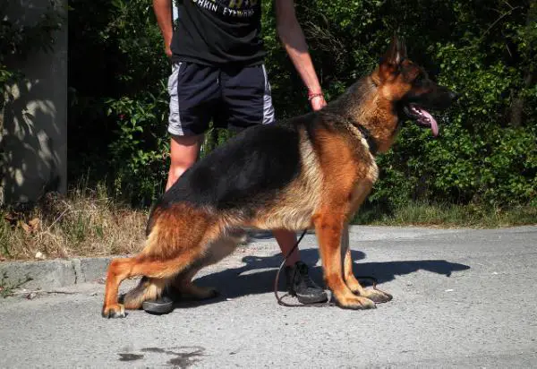 Gildo v.d. Alexander