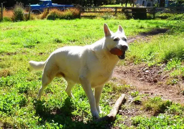 Leonberg's Samson