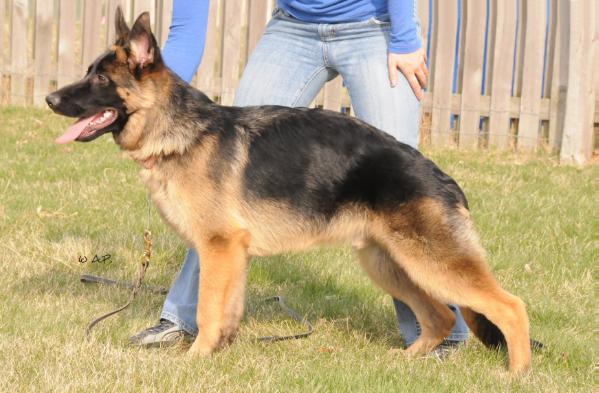 SG Ydol vom Leubnitztal